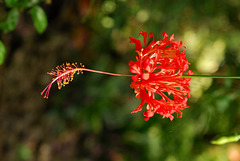 NICE: Parc Phoenix: Une fleur d'Ibiscus.