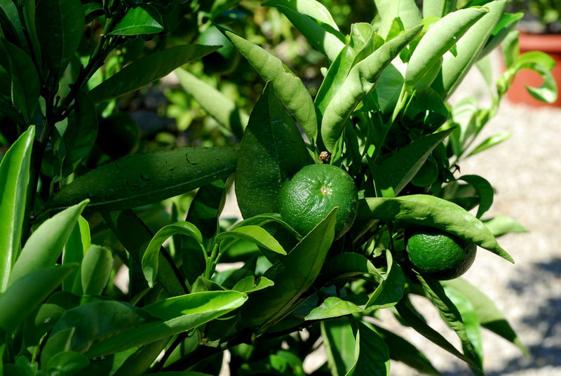 NICE: Parc Phoenix: Un Citron vert.