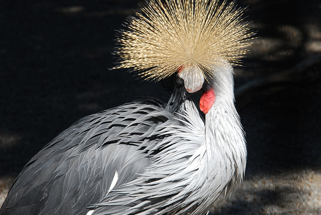 NICE: Parc Phoenix: Une Grue.