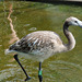 BESANCON: La Citadelle: Un jeune flamant rose.