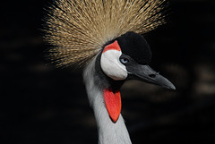 NICE: Parc Phoenix: Une Grue.