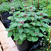 Lamium orvala-001