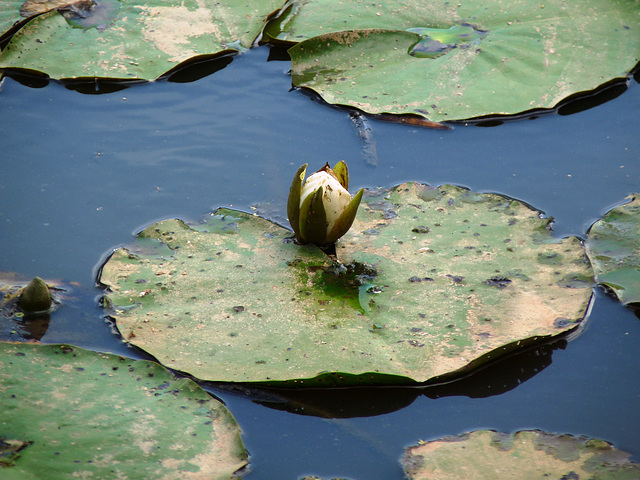 water lily