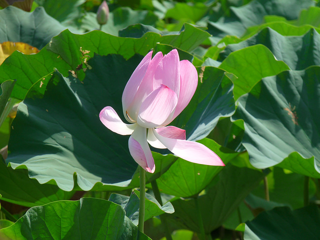 lotus