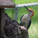 The Red Bellied Woodpeckers had a male & a female chick this year This is the male
