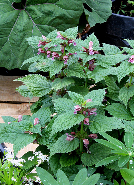 Lamium orvala