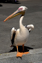 NICE: Parc Phoenix: Un pélican.