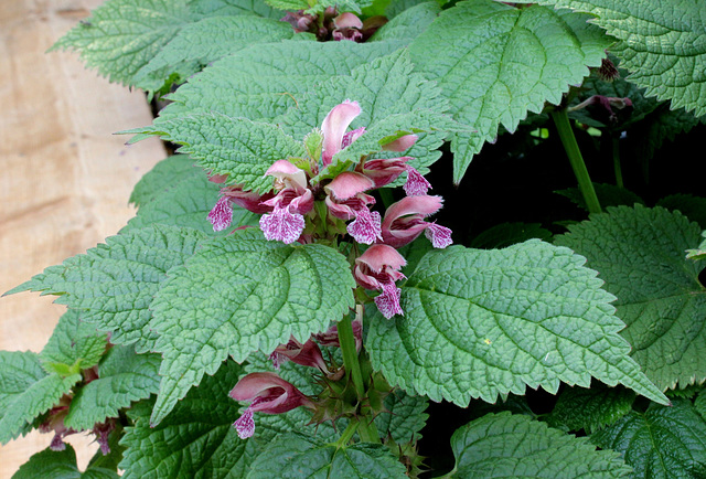 Lamium orvala-002