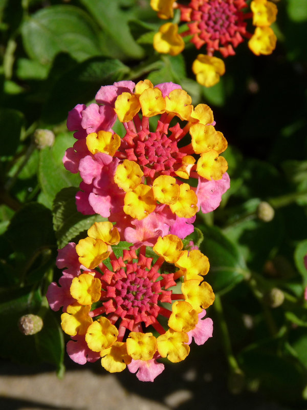 Lantana camara