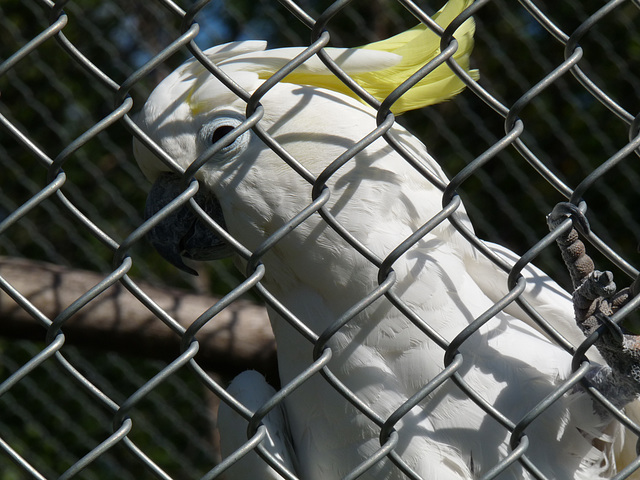 cockatoo