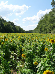 sunflower fields at McKee-Beshers