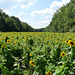 sunflower fields at McKee-Beshers