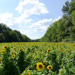 sunflower fields forever