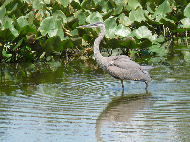 blue heron