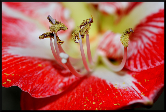 Etamines d'une fleur d'amarillys.