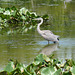 blue heron