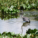 blue heron