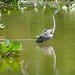 blue heron