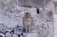 Cat on the Ruins of the Roman Amphitheatre in Syracuse, March 2005