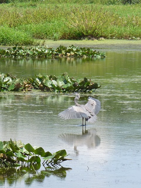 flapping