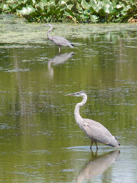 herons