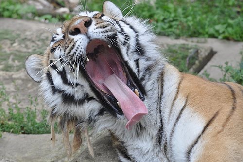 BESANCON: Un Tigre de Sibérie.