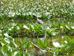 herons