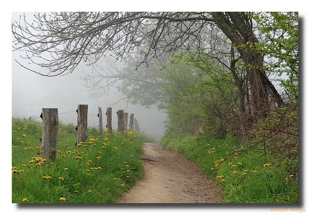 misty may morning