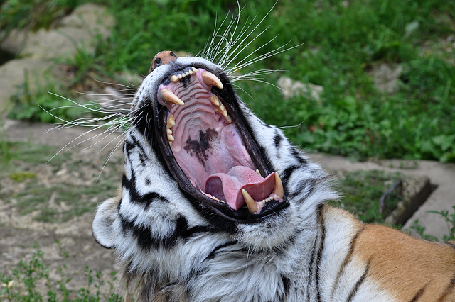 BESANCON: Un Tigre de Sibérie.