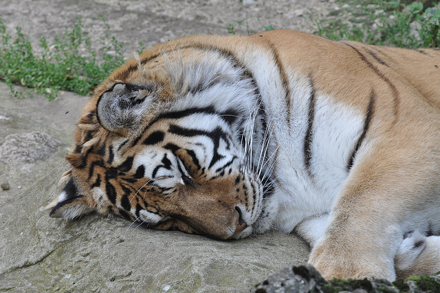 BESANCON: Un Tigre de Sibérie.