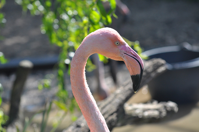 BESANCON: Un flamant rose.