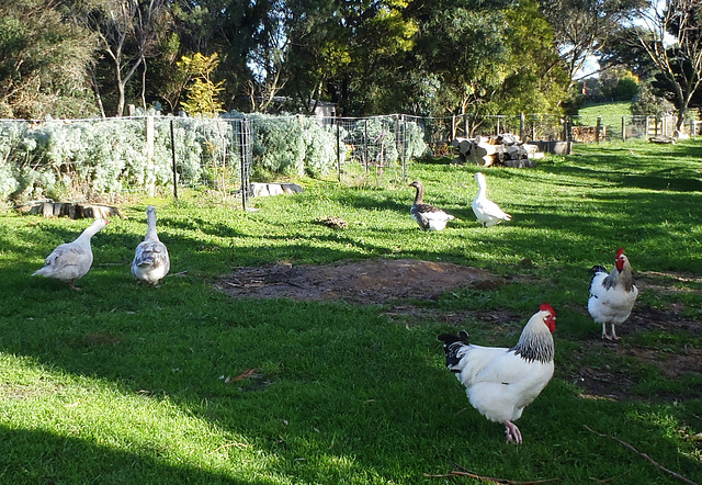 our gaggle