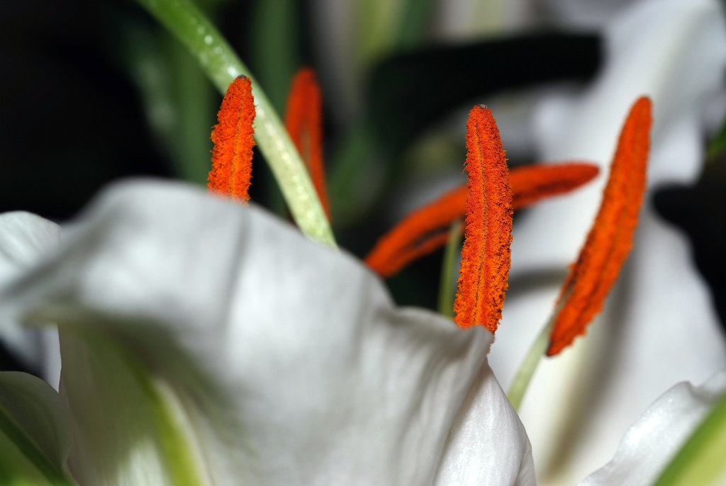 Etamines d'une fleur de lys.