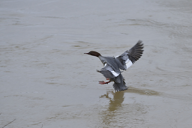 BESANCON: Un canard  harle bièvre (Mergus merganser). 02.