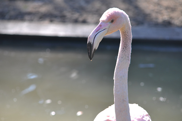 BESANCON: Un flamant rose.