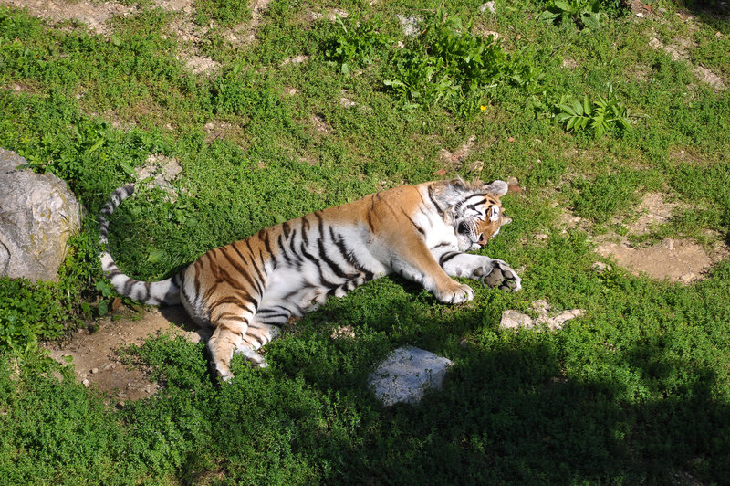 BESANCON: Un Tigre de Sibérie.