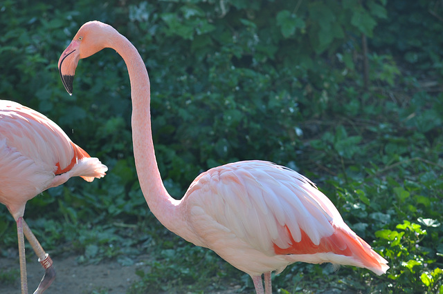 BESANCON: Un flamant rose.