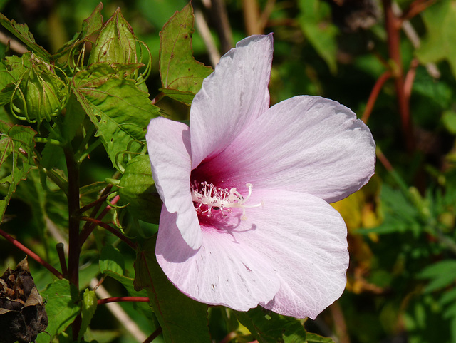 hibiscus