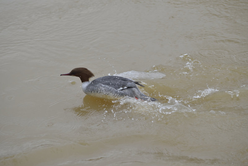 BESANCON: Un canard  harle bièvre (Mergus merganser). 05.