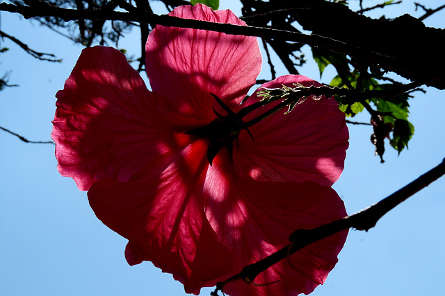 NICE Parc Phoenix: Une fleur d' hibiscus.