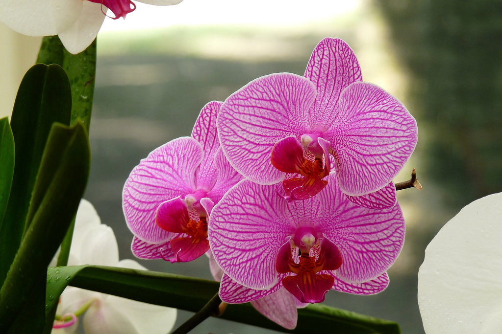 NICE Parc Phoenix: Une fleur d' Orchidée.