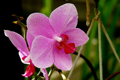NICE Parc Phoenix: Une fleur d' Orchidée.