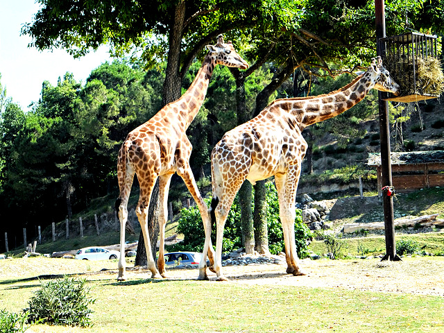 Giraffen (Giraffa camelopar) ©UdoSm