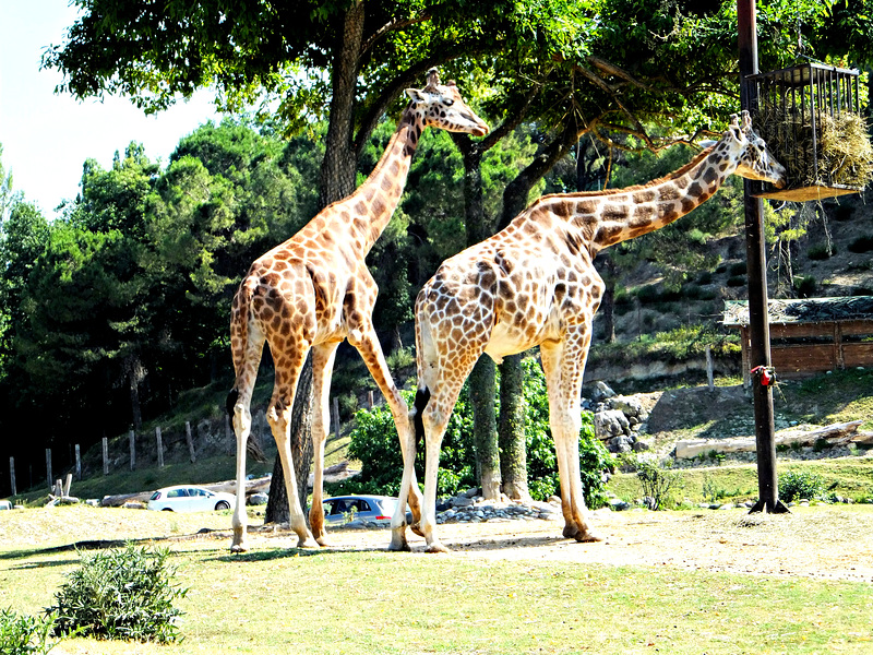 Giraffen (Giraffa camelopar) ©UdoSm