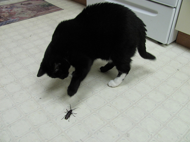 Smudge vs Bug