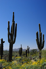 Naturpark - Taliesin West