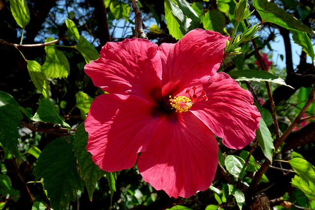 NICE Parc Phoenix: Une fleur d' hibiscus.