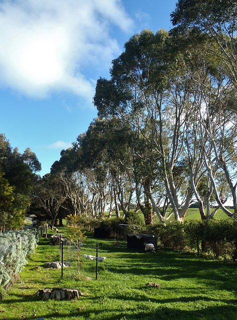 piglet paddock looking good