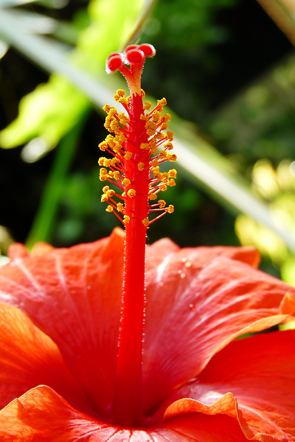 NICE Parc Phoenix: Une fleur d' hibiscus.