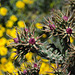 Naturpark - Taliesin West